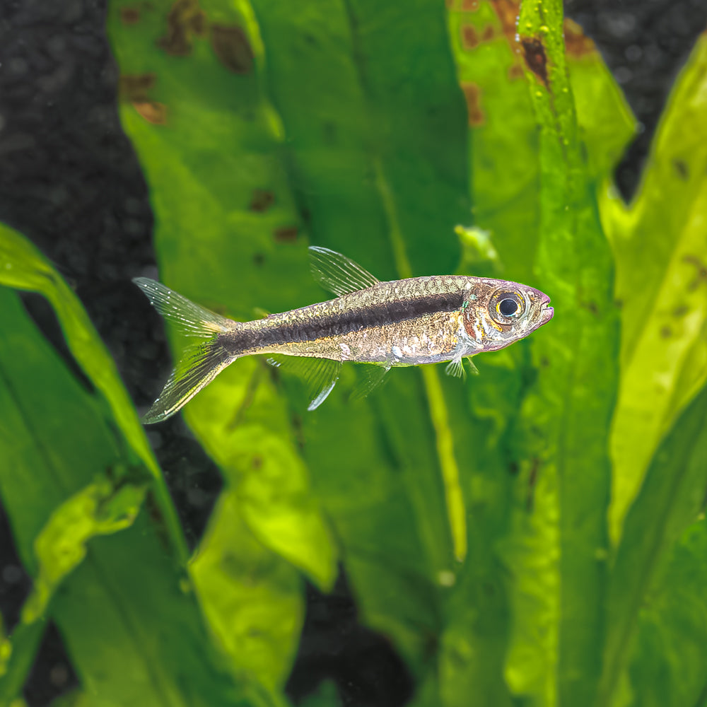 Penguin Tetra | Thayeria Boelkei