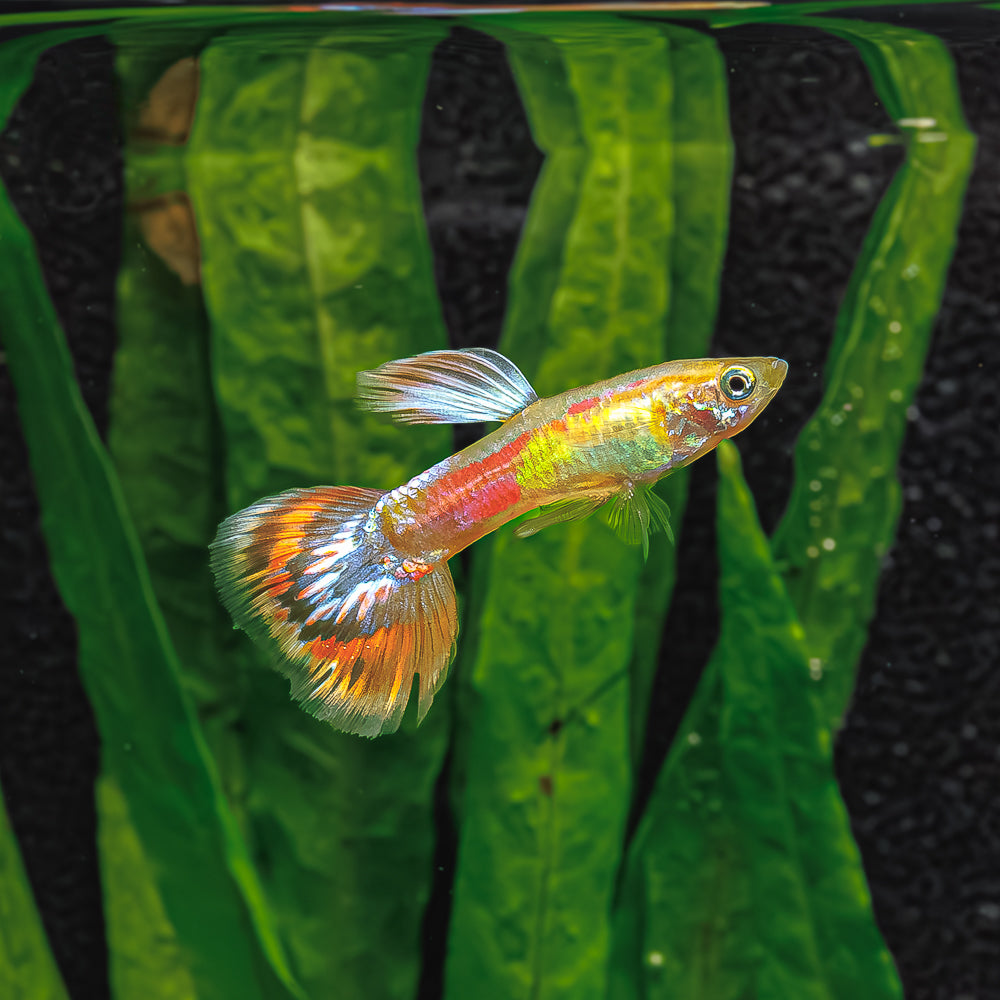 Discover the Vibrant Beauty of Pigeon Blood Guppies | Aquatic Elegance ...