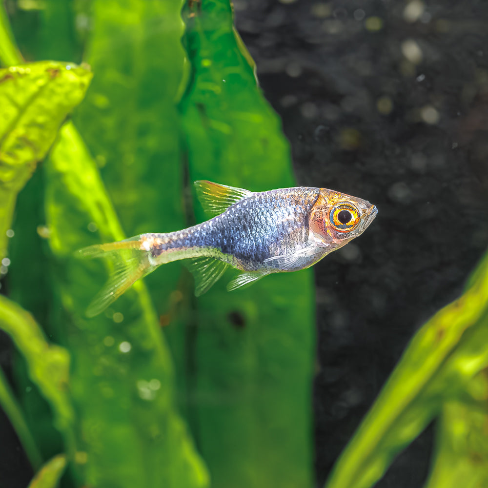Purple Harlequin Rasbora | Trigonostigma heteromorpha