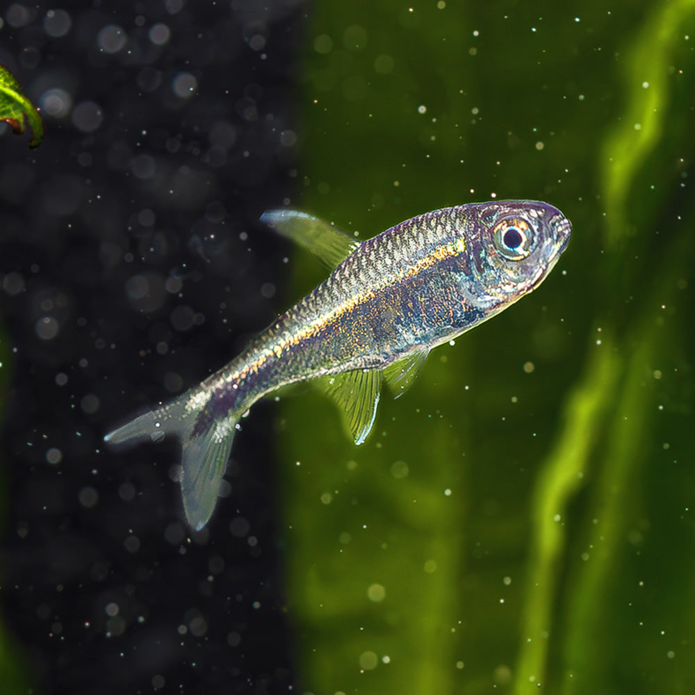 Novice fish keeper: Rate My Tank : r/Aquariums
