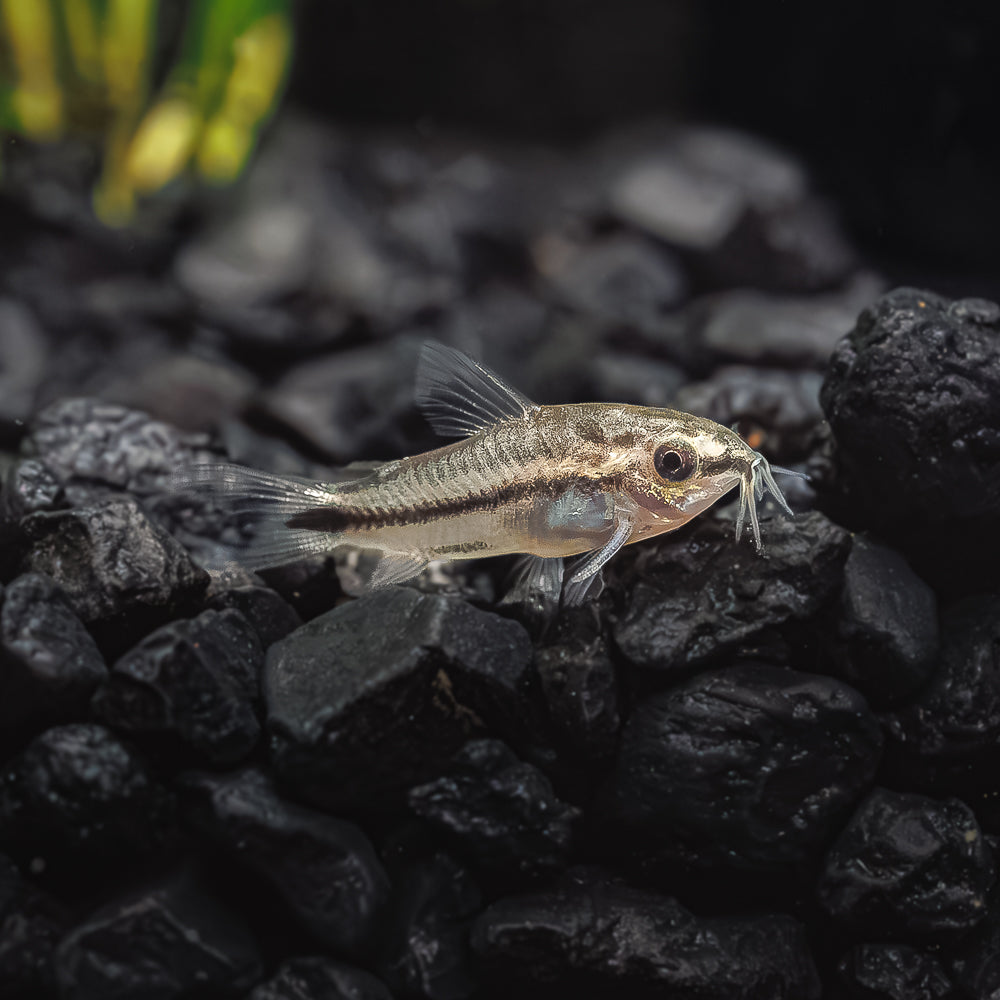 Pygmy Cory