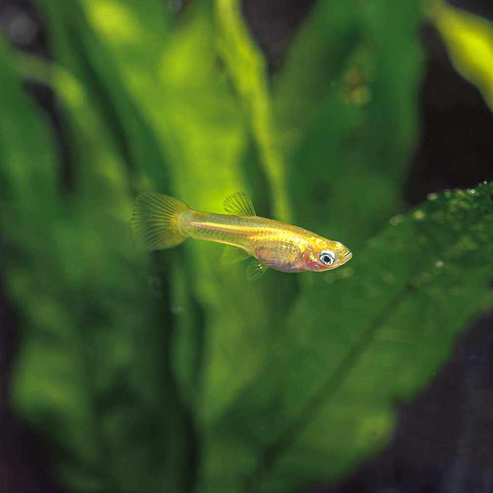 Rainbow Guppies: Aquatic Elegance for Your Tank! - Flip Aquatics