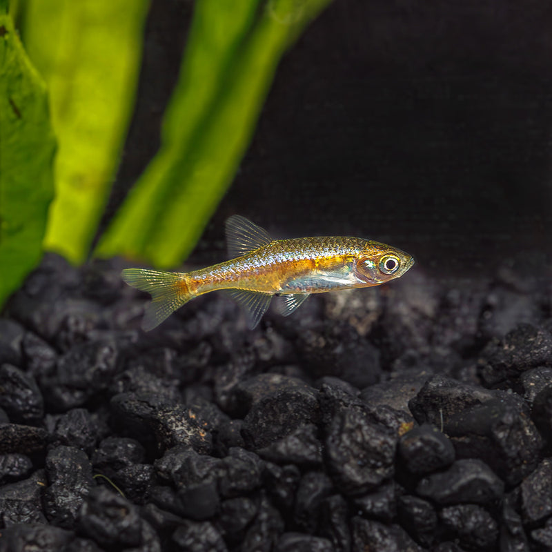 Larger Rasbora Rasbora - Flip Aquatics