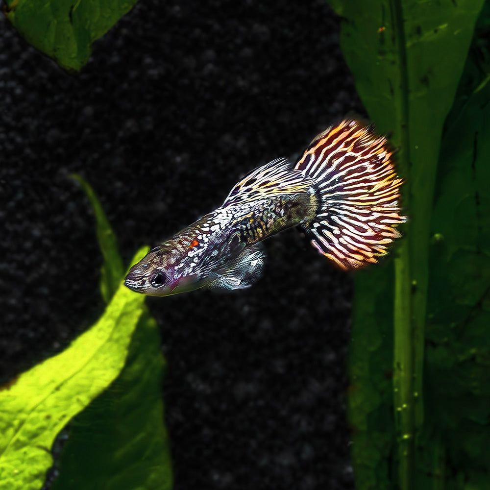 Guppy + Endler Sale | Buy a Trio, Get a Trio