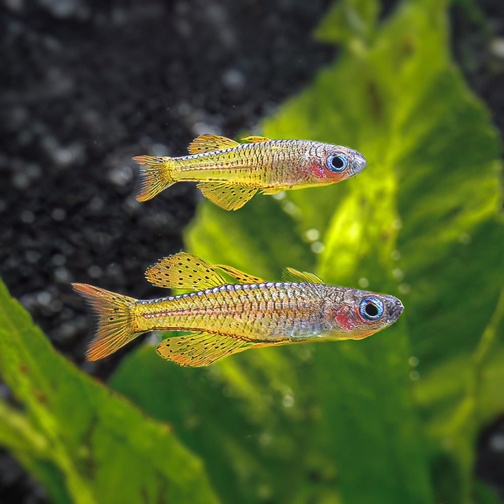 Rainbow Fish Swimming Around Habgood River Rainbow – Tropical