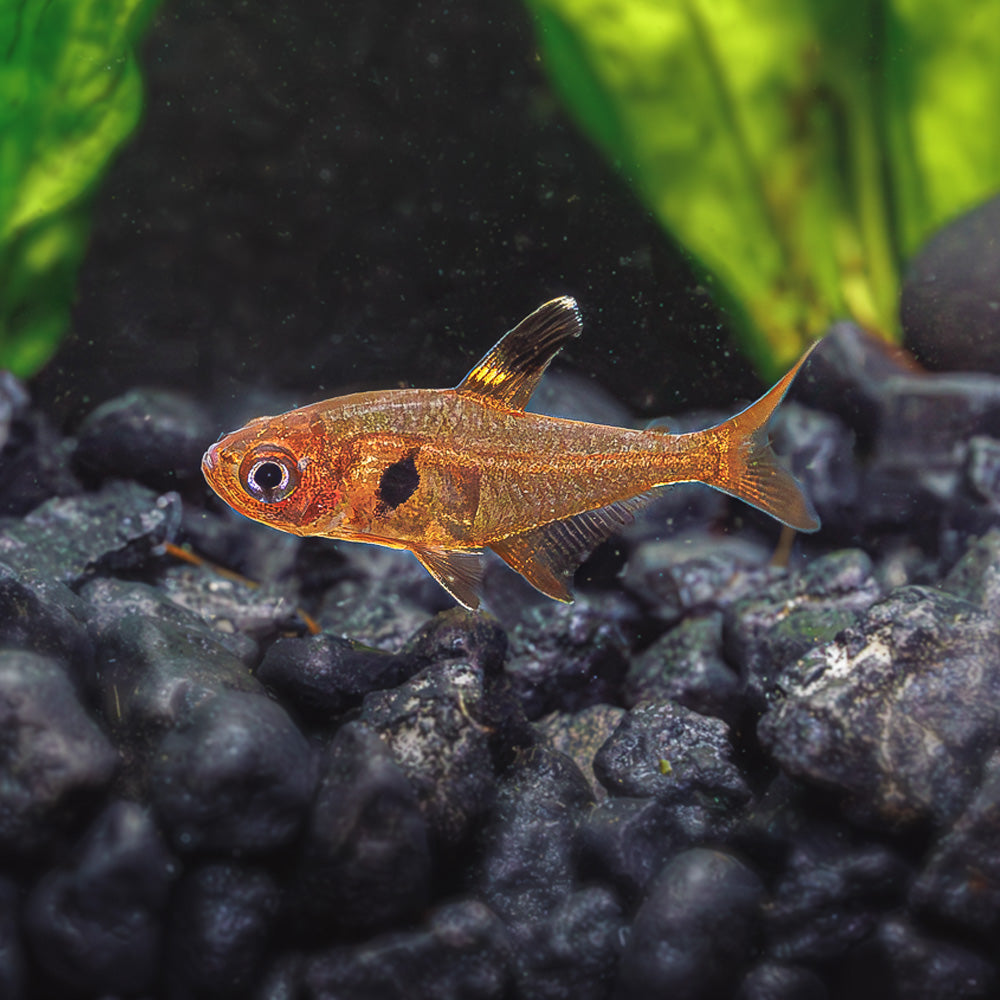 Black Phantom Tetra Health Problems: Solutions & Prevention Tips