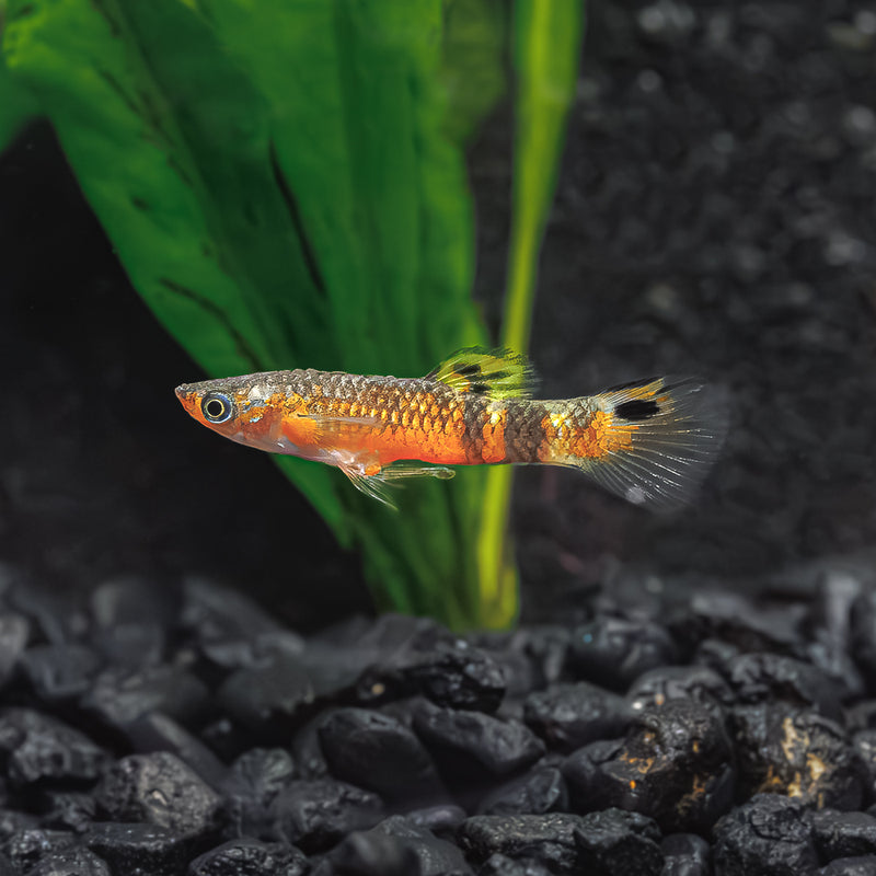 Red Swamp Guppy: Vibrant & Petite Aquatic Beauty for Your Aquarium