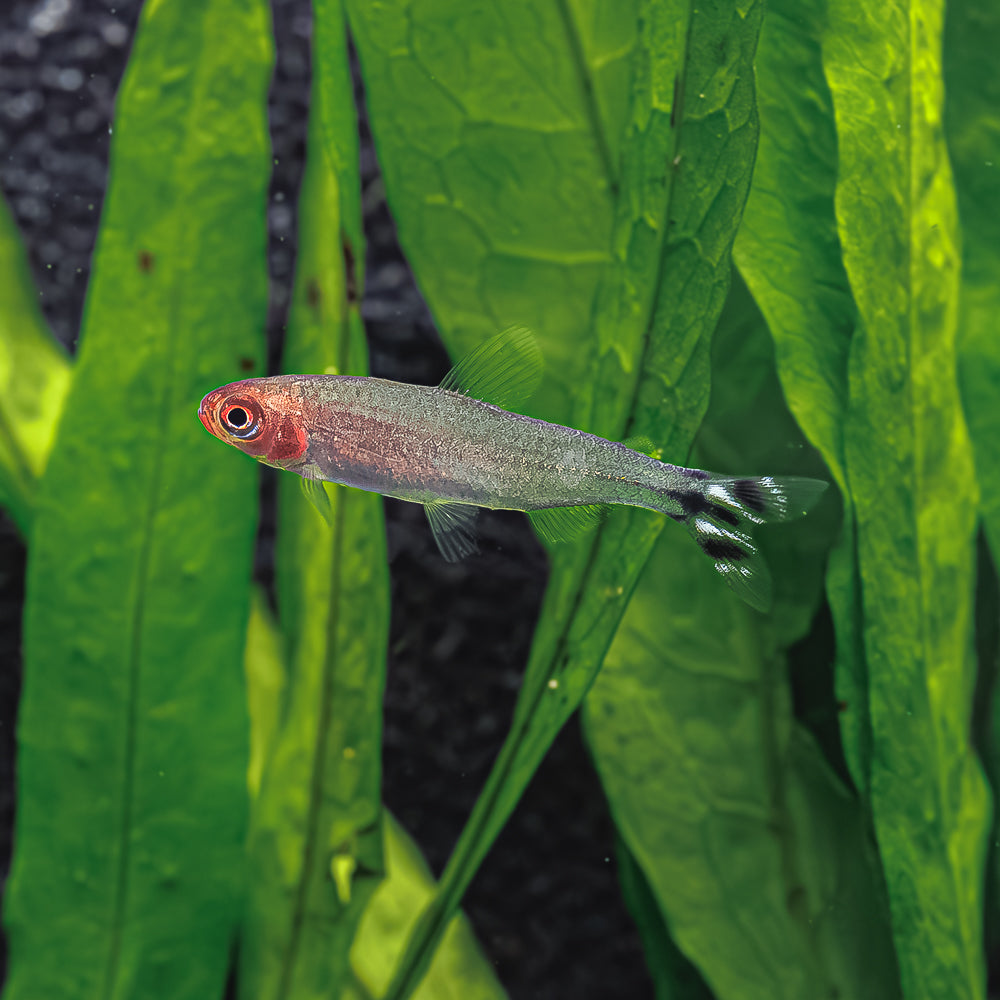 Rummy Nose Tetra