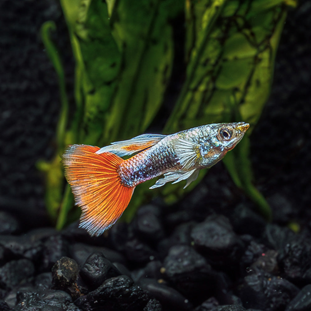 Guppys aquarium clearance products