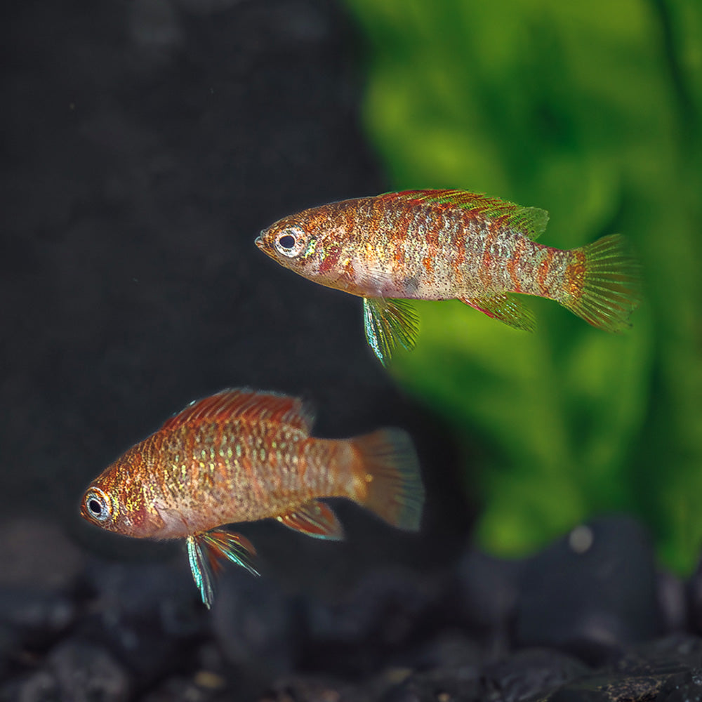Batisi Fish Scarlet Badis - Vibrant Nano Fish for Stunning Aquascapes (Males)