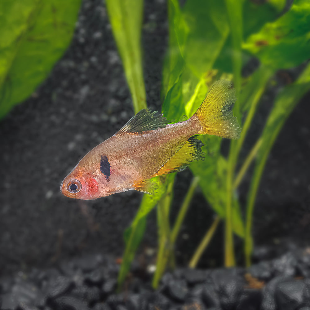 Serpae Tetra Veiltail