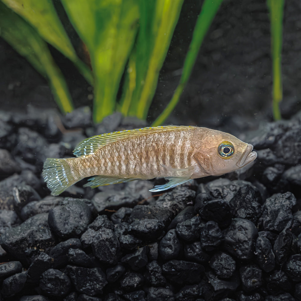 Multi Cichlid | Neolamprologus Multifasciatus