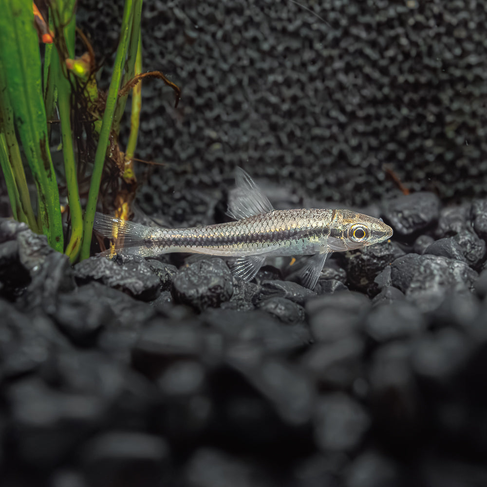 Siamese Algae Eater | Crossocheilus Oblongus
