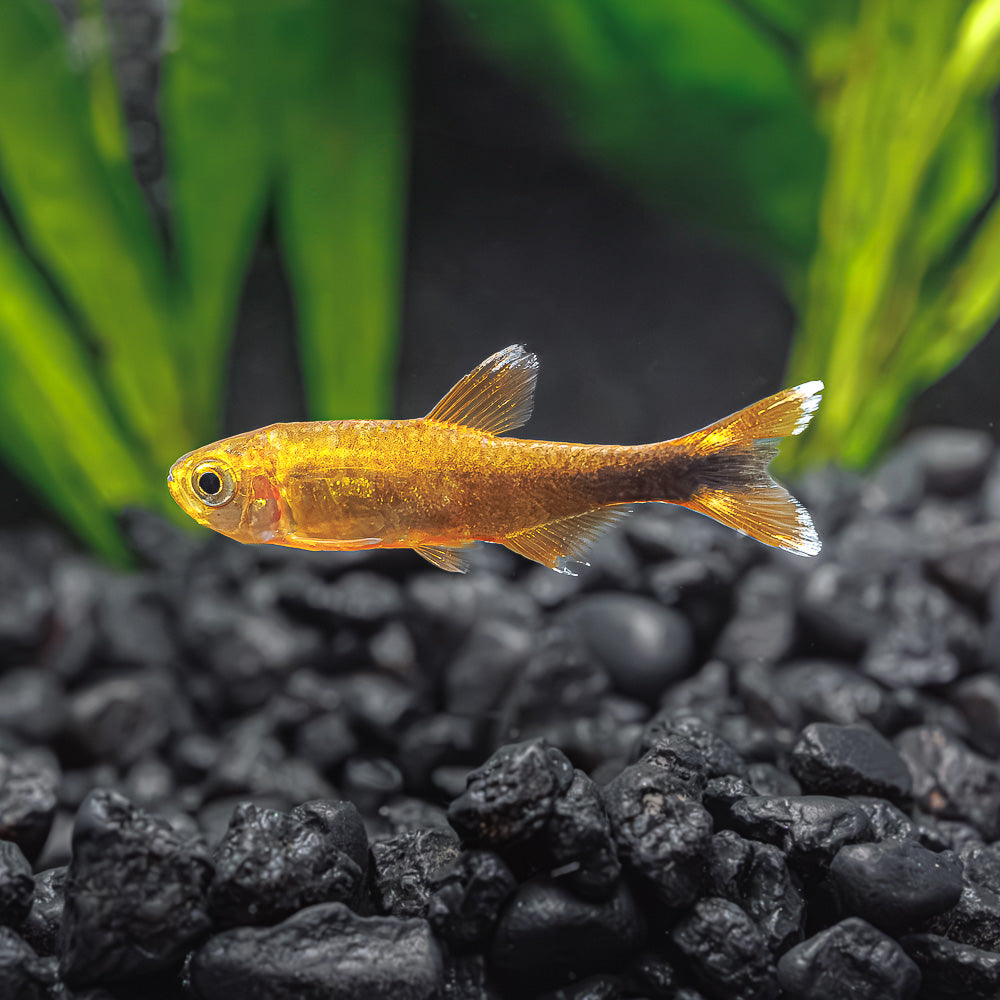 Silver Tip Tetra