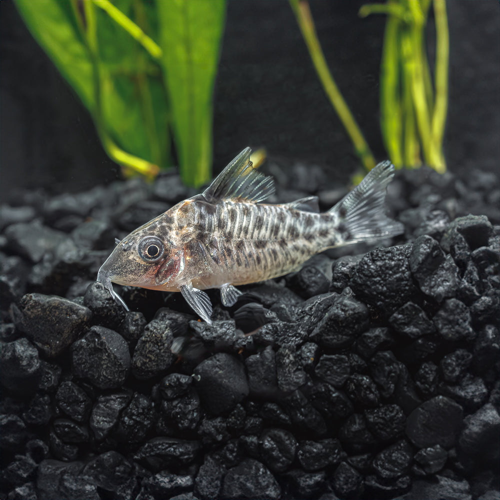 Spotted Cory