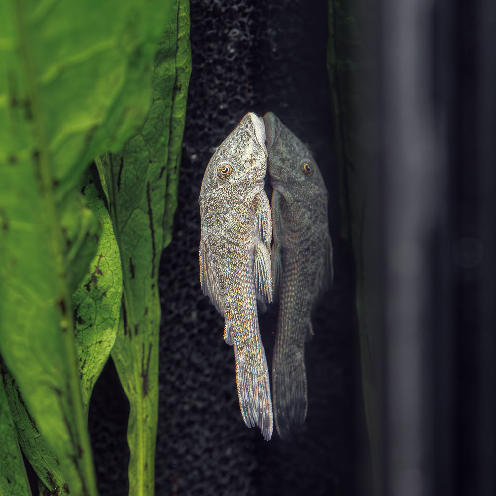 Striped Rubbernose Pleco