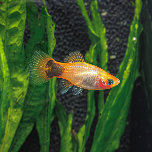 Sunburst Mickey Mouse Platy - Vibrant Aquarium Fish for Beginners ...