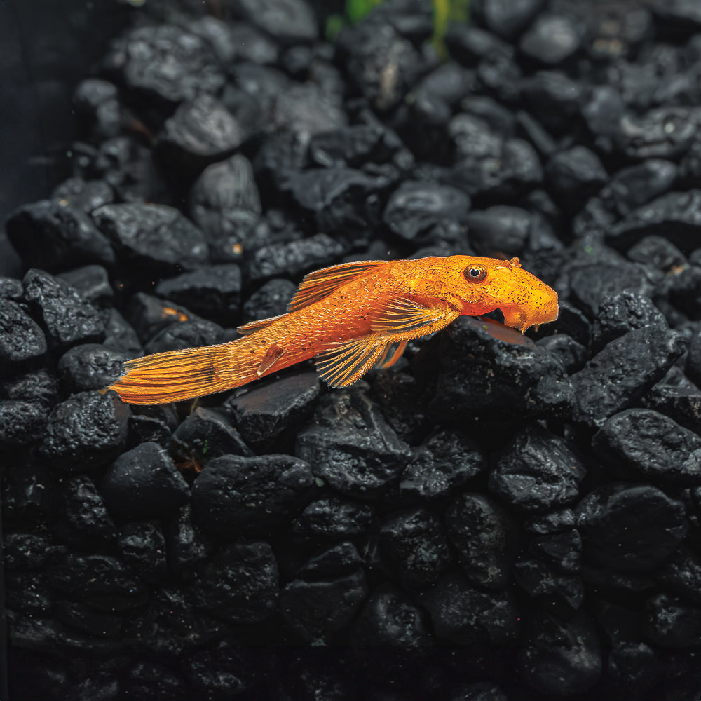 Super Red Bristlenose Pleco