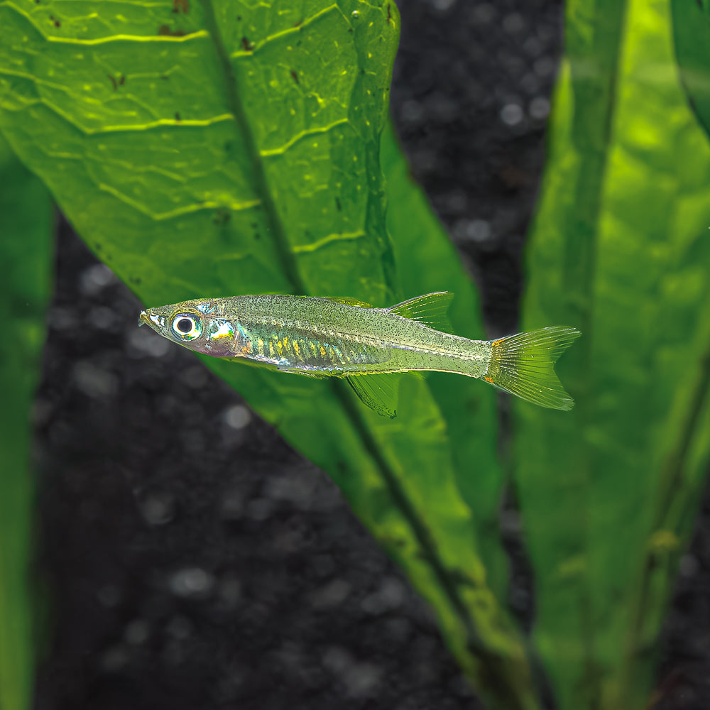 Threadfin Rainbowfish | Iriatherina Werneri