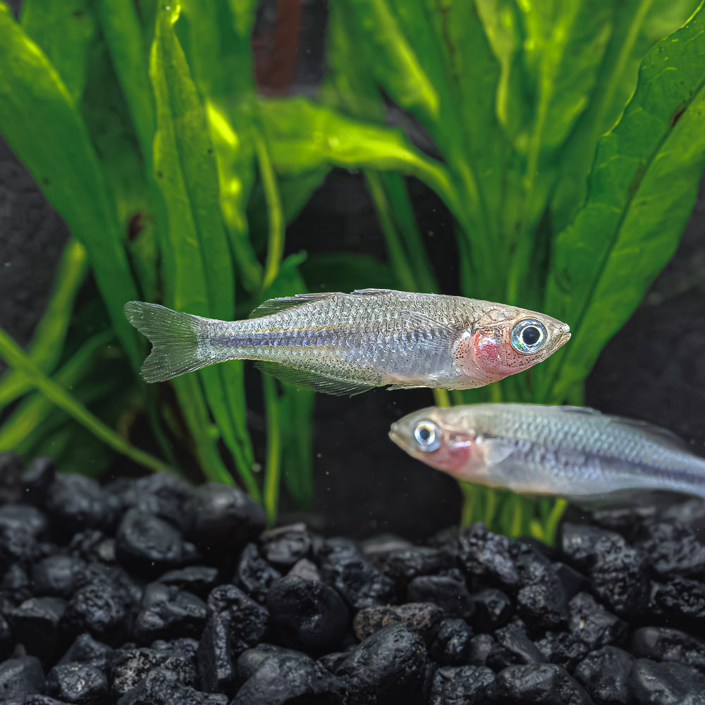Turquoise Rainbowfish | Melanotaenia lacustris