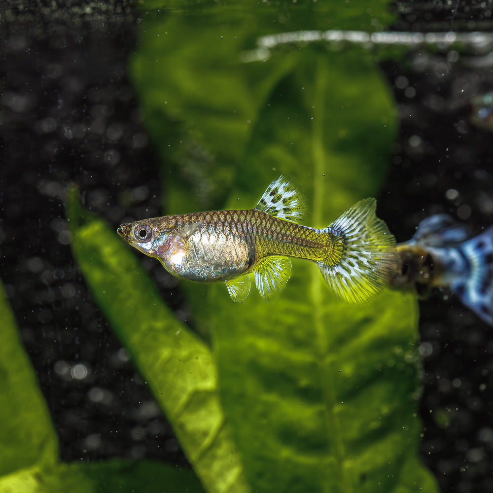 Variegated Blue Guppy Female