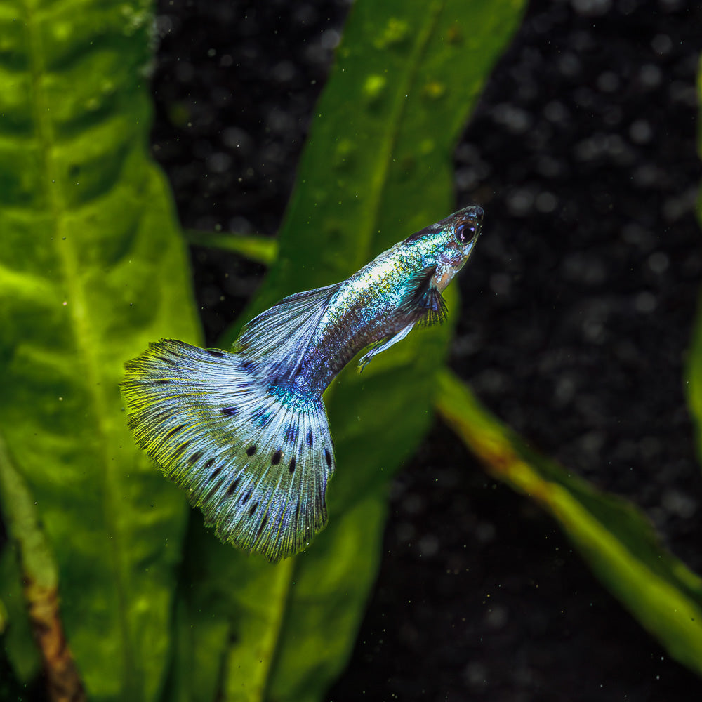 Variegated Blue Guppy Male