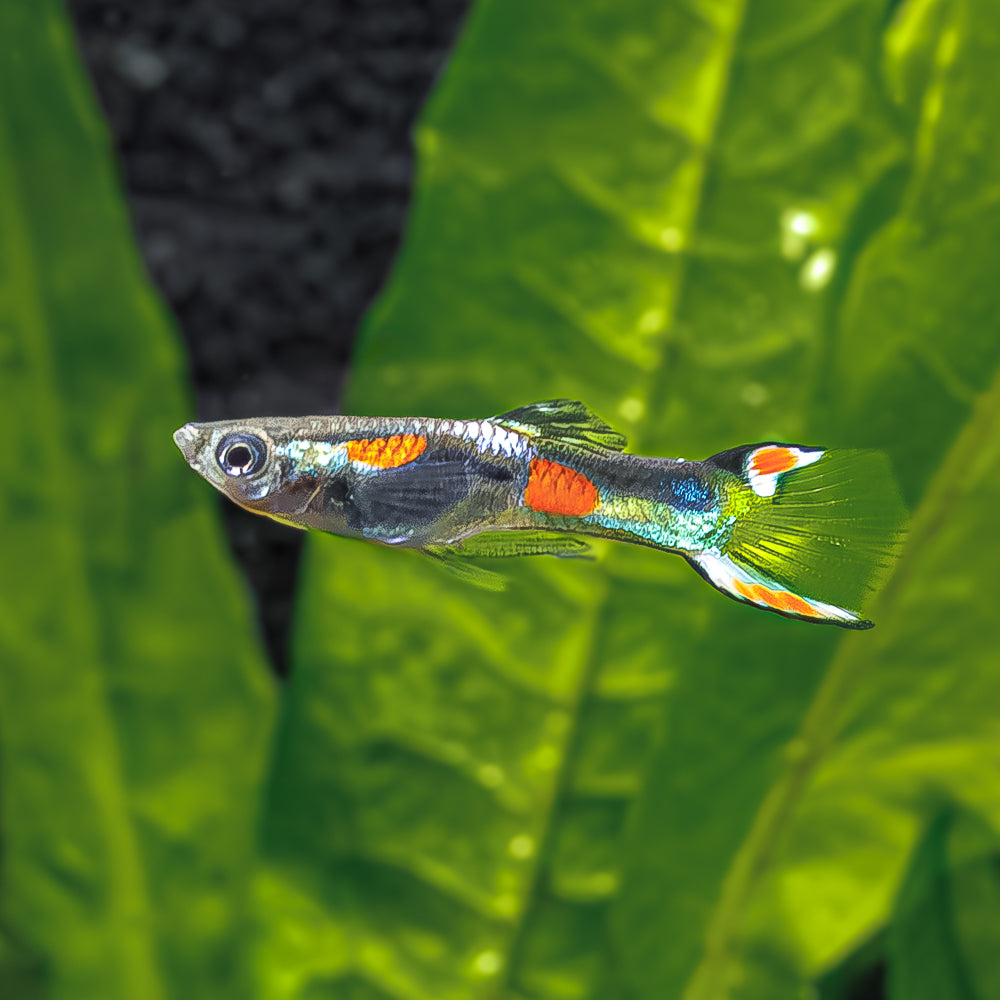 Vibrant Venezuelan Endler: A Splash of Color for Your Aquarium ...