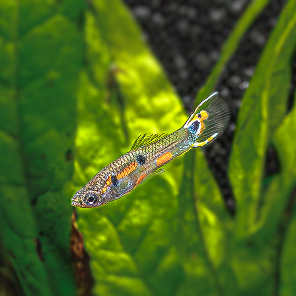 White Peacock Endler