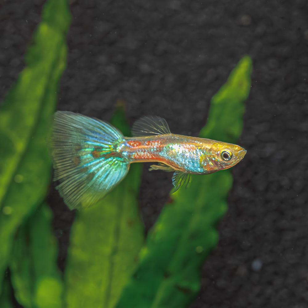 Shop Our Yellow Cobra Guppies | Freshwater Yellow Guppies for Sale ...