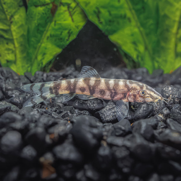 Yo-Yo Loaches: Playful Freshwater Oddballs