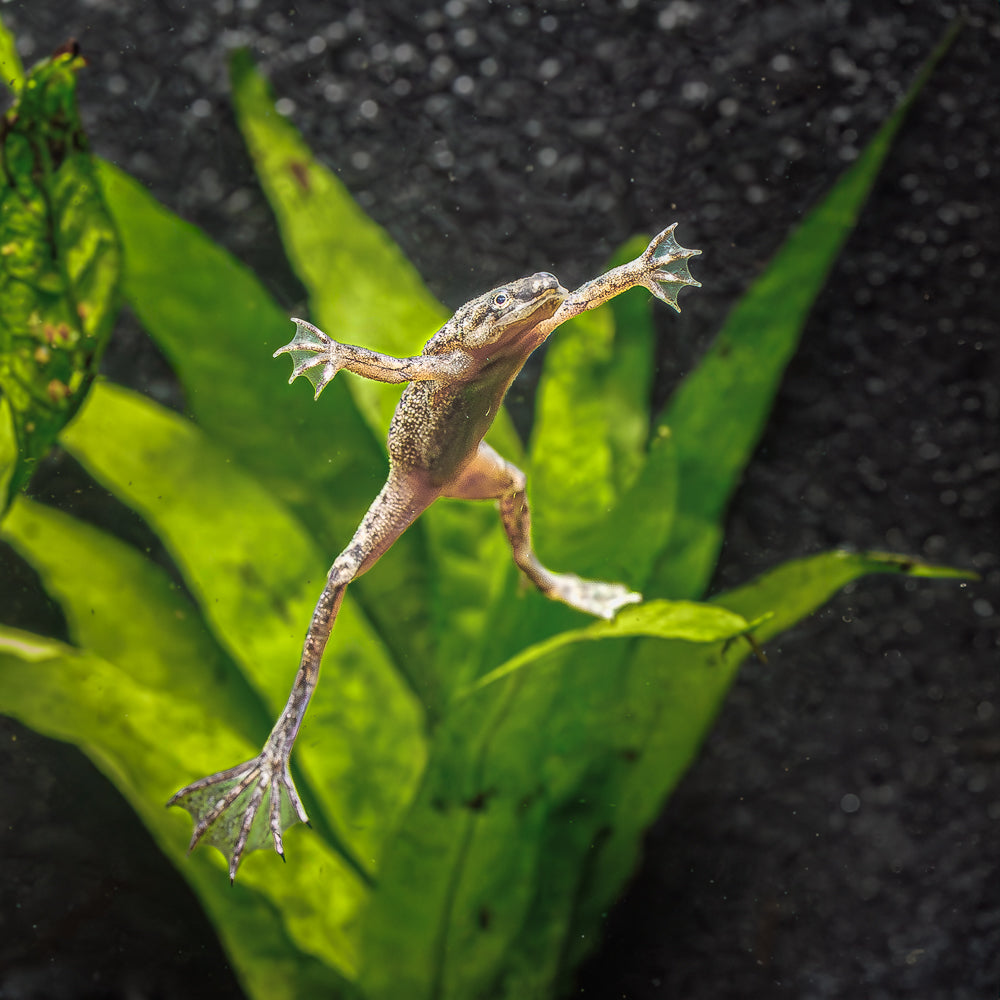 African Dwarf Frogs: Peaceful Aquatic Pets for Community Tanks