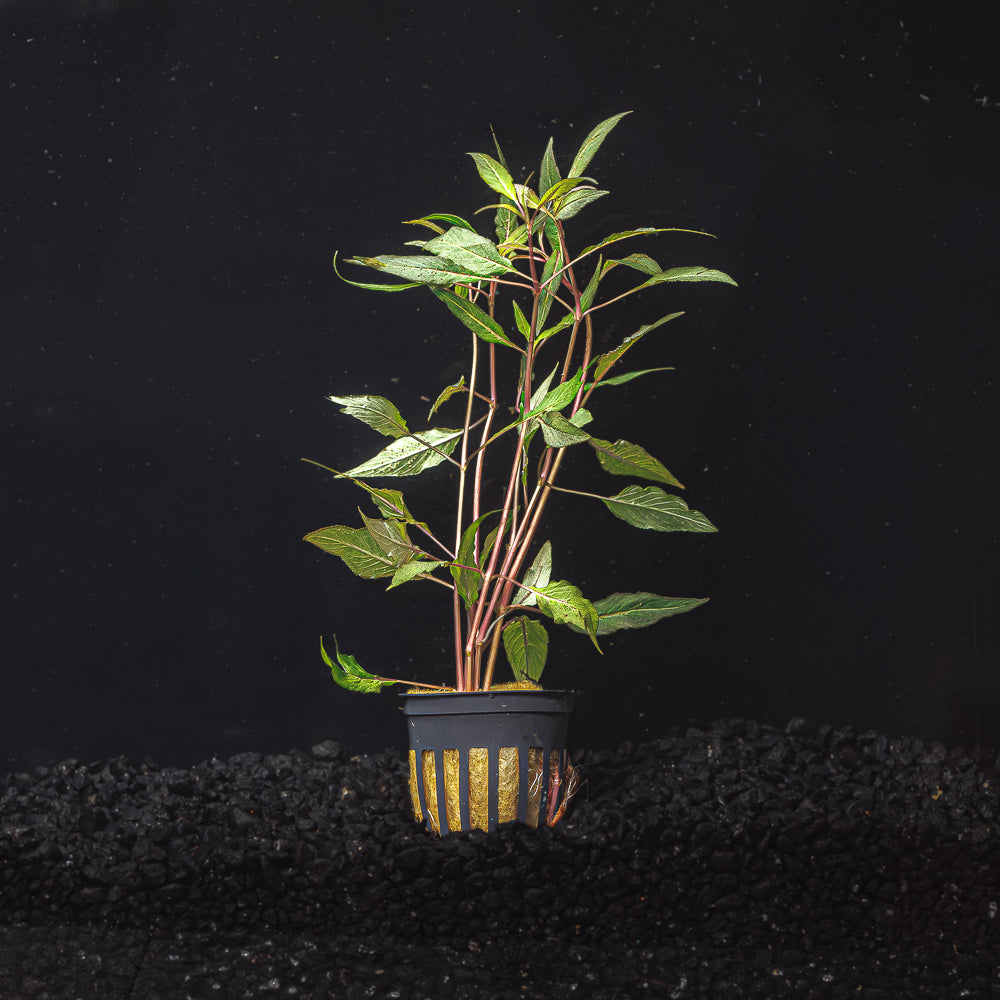 Hygrophila salicifolia &quot;Blue Hygro&quot;