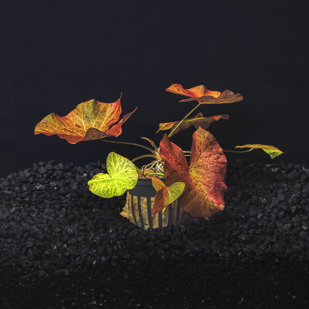 tiger lily aquatic plant Red Tiger Lotus for Sale