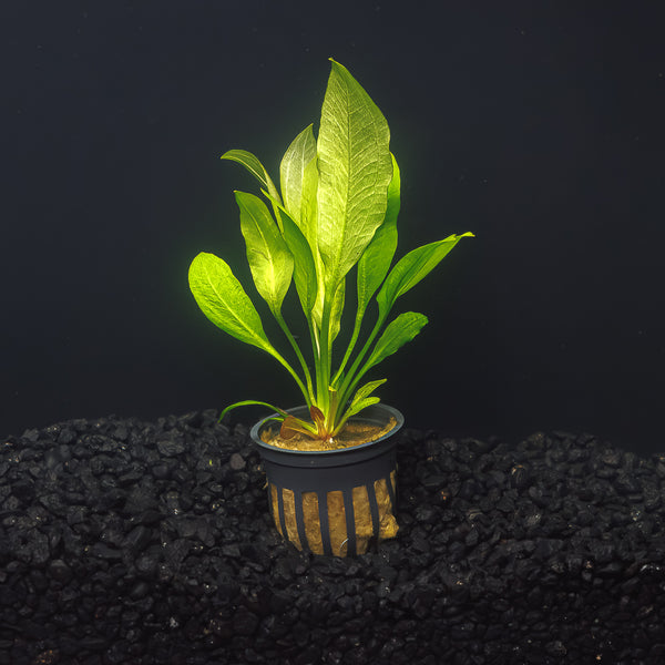 amazon potted plants Amazon Sword
