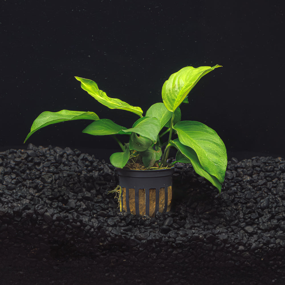Anubias Barteri &#39;Wrinkle Leaf&#39;