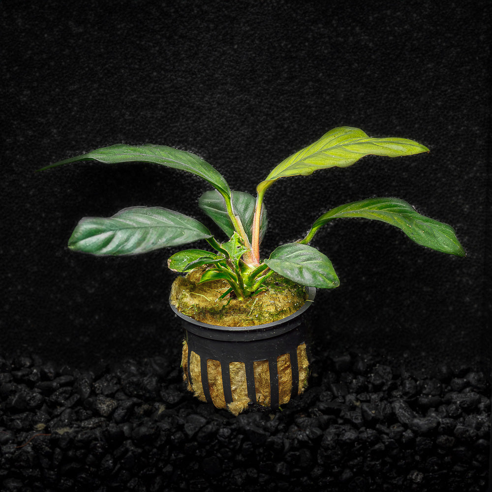 Anubias Coffeefolia - Flip Aquatics