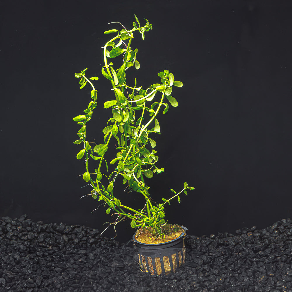 bacopa potted plant Bacopa Moneywort