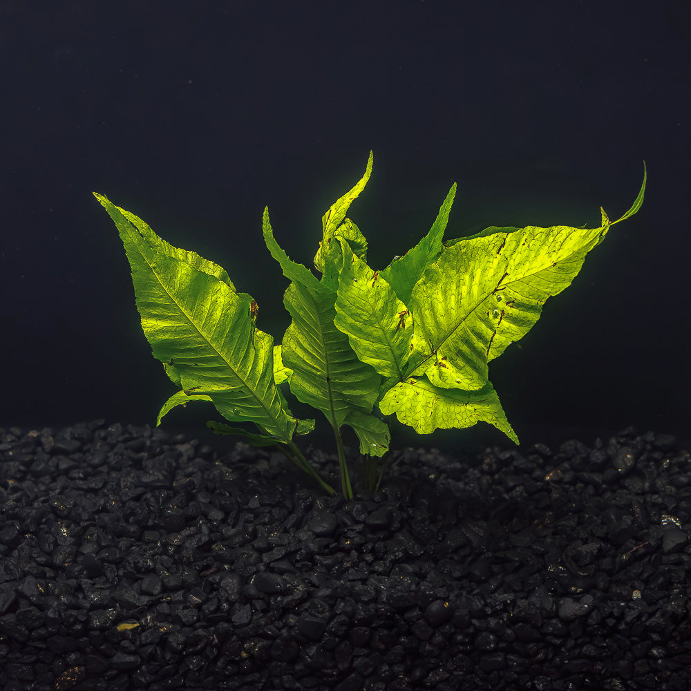 Java Fern Aquarium Plant Types | Fish Tank Ferns