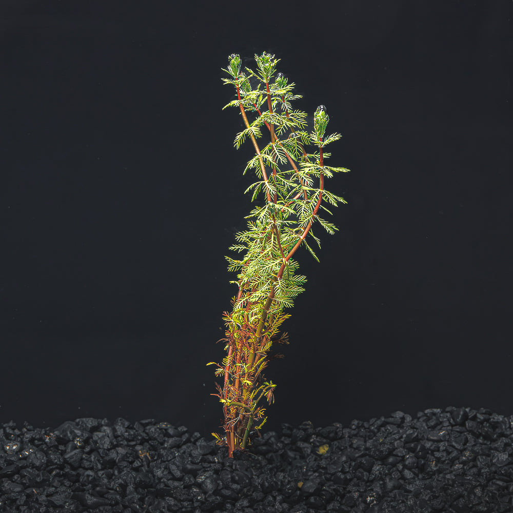 Dwarf Red Parrot&#39;s Feather