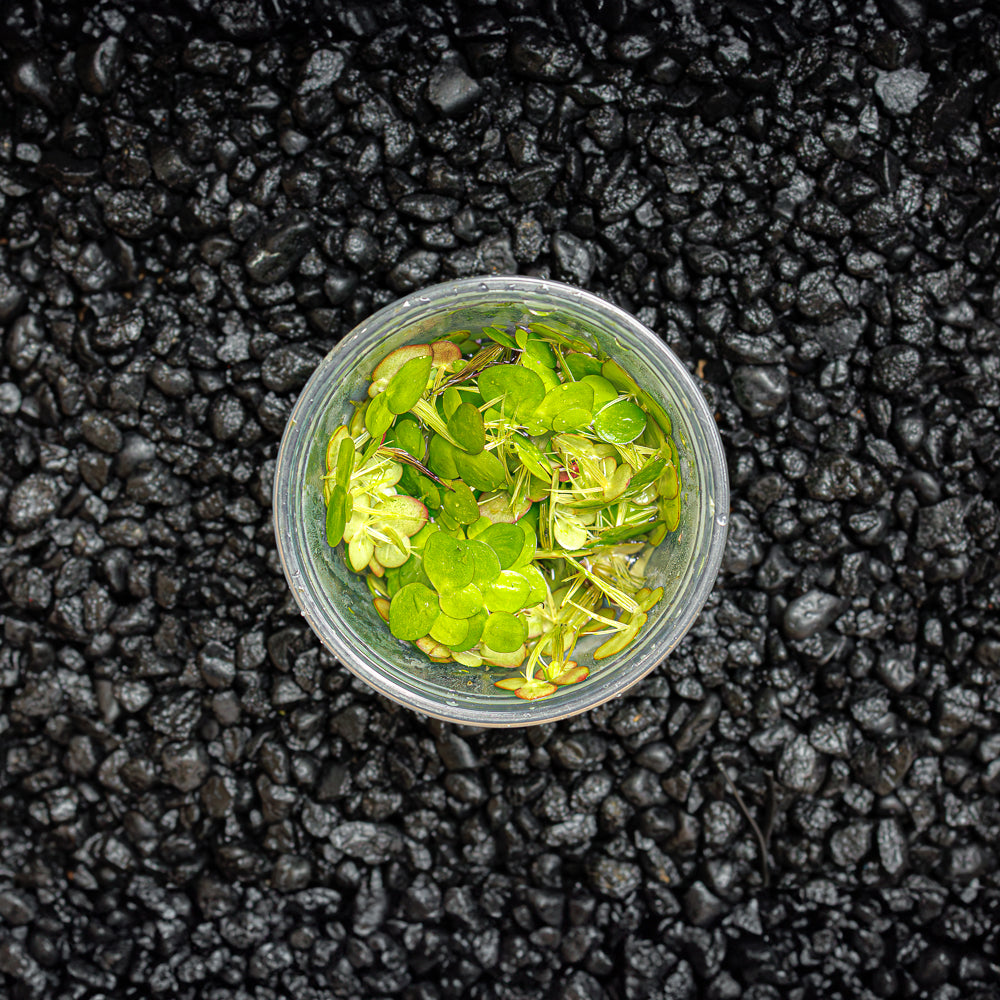 Giant Duckweed - Spirodela polyrhiza