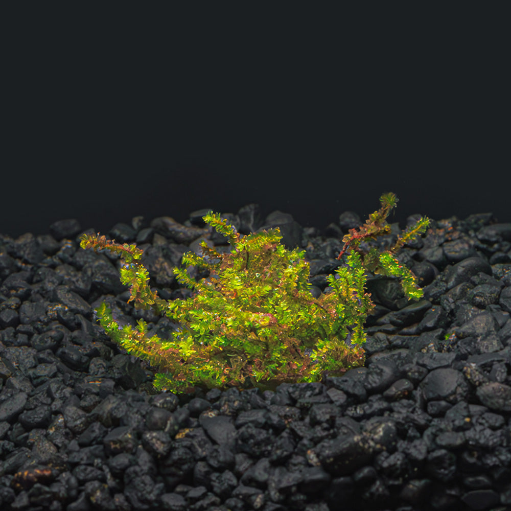 Hooker Moss | Hookeriaceae