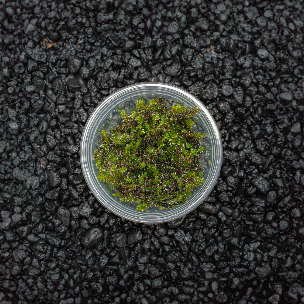 Hooker Moss | Hookeriaceae