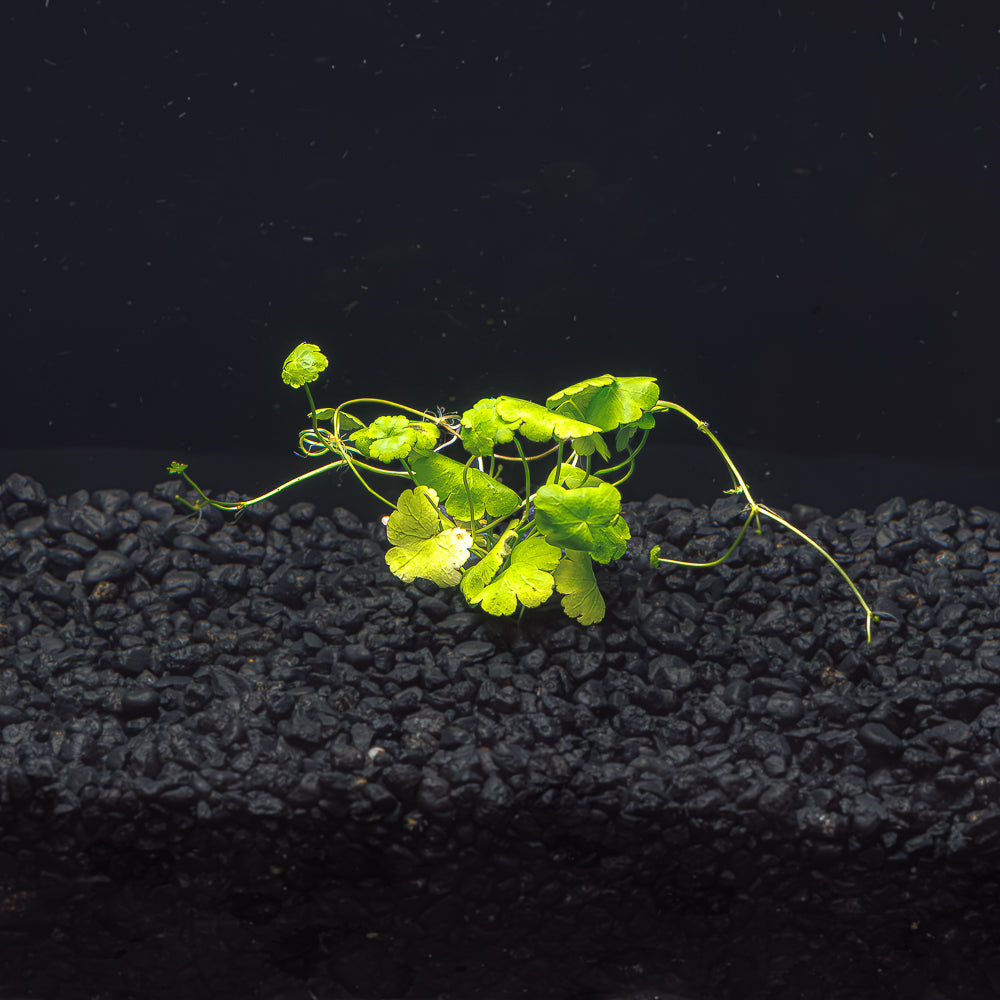 Hydrocotyle tripartita  &quot;Japan&quot; | Tissue Culture