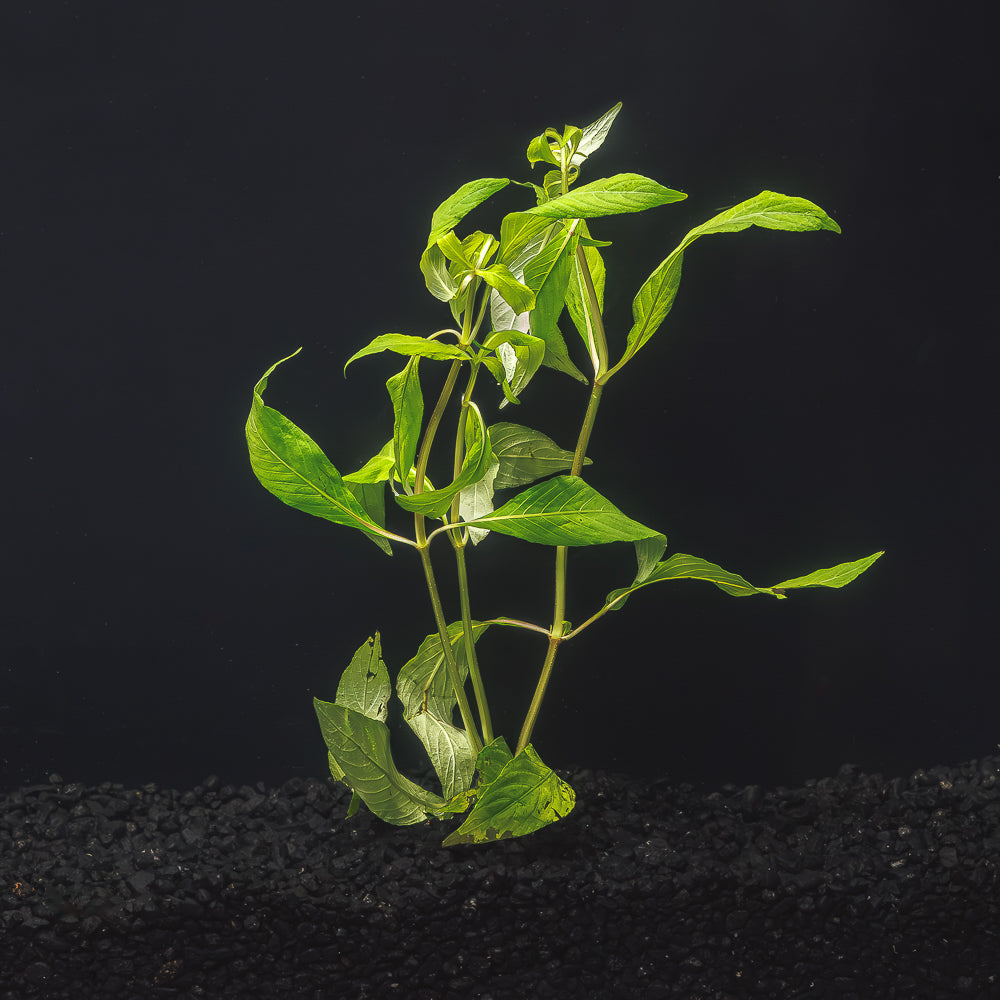 Hygrophila Willow | Hygrophila Angustifolia