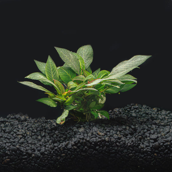 Hygrophila Corymbosa 
