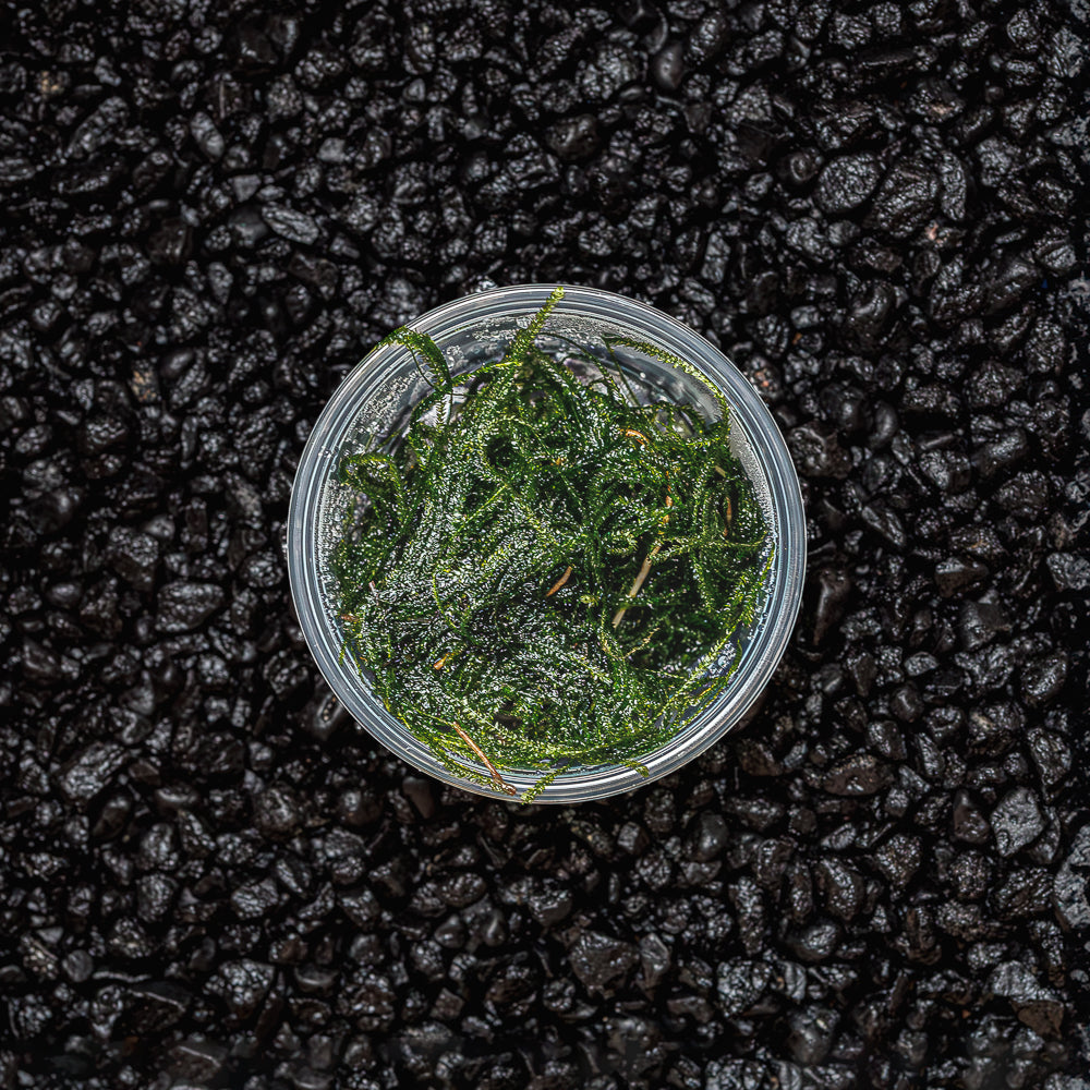 Aquarium Plants