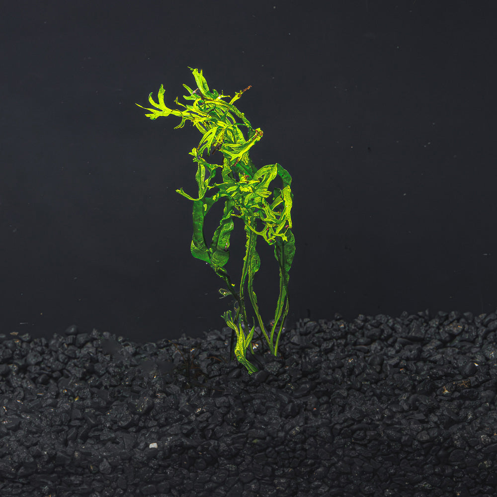 Lace Java Fern &quot;Windelov&quot;