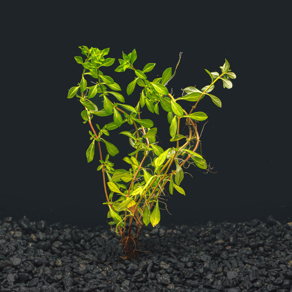 Ludwigia Arcuata &#39; Needle Leaf&#39;