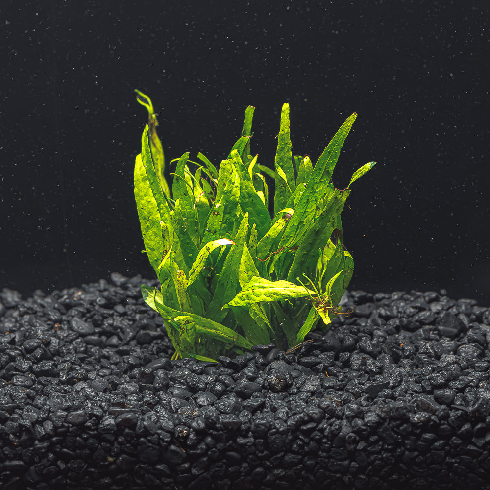 Narrow Leaf Java Fern - Flip Aquatics