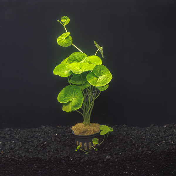 aquarium pot plants Brazilian Pennywort for Sale